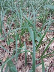 Carex pilosa