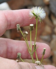 Senecio vulgaris