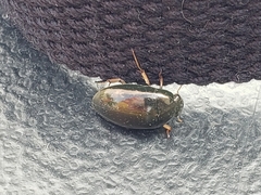 Tropisternus quadristriatus