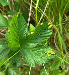 Dasineura ulmaria
