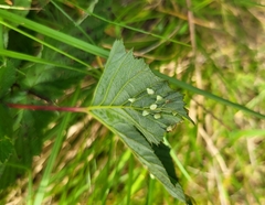 Dasineura ulmaria