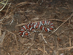Lampropeltis