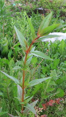 Epilobium pseudorubescens
