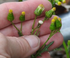 Senecio vulgaris