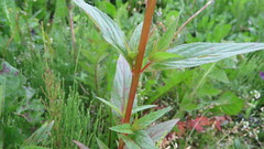 Epilobium pseudorubescens
