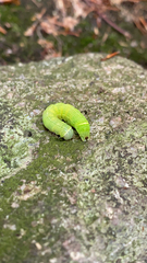 Orthosia cerasi