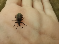 Liophloeus tessulatus
