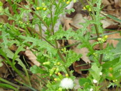 Senecio vulgaris