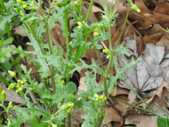 Senecio vulgaris