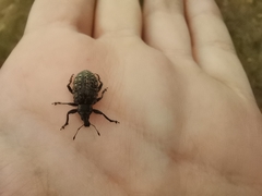 Liophloeus tessulatus