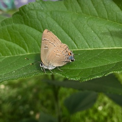 Satyrium edwardsii