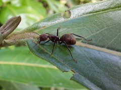 Dolichoderus quadridenticulatus