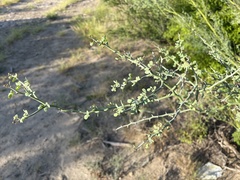 Parkinsonia texana texana