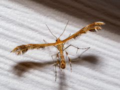 Geina periscelidactylus
