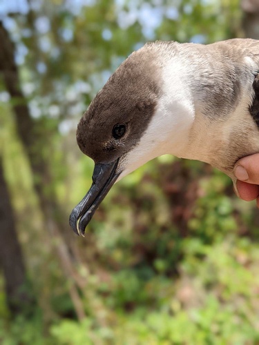 Puffin majeur