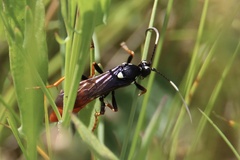 Amblyjoppa fuscipennis