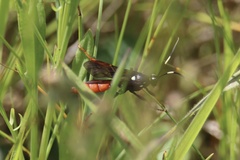 Amblyjoppa fuscipennis