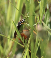 Amblyjoppa fuscipennis