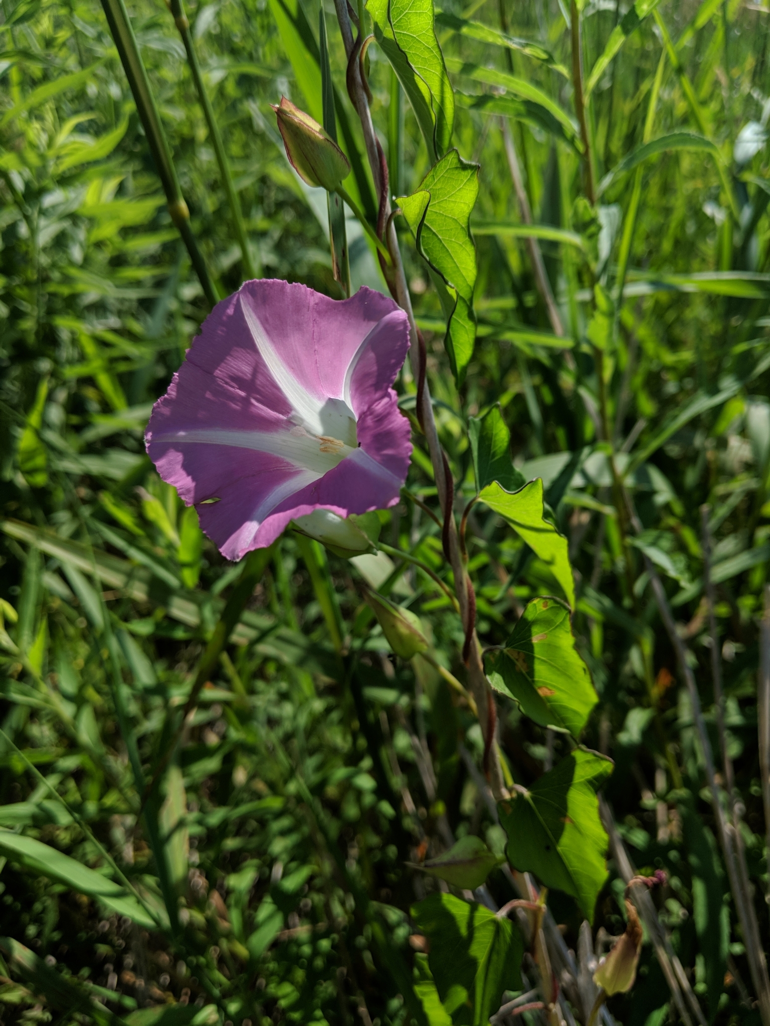 Calystegia sepium ssp. americana