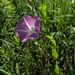 Calystegia sepium americana - Photo (c) Pat Deacon, μερικά δικαιώματα διατηρούνται (CC BY-NC)