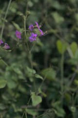 Commicarpus pentandrus