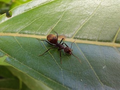 Dolichoderus quadridenticulatus