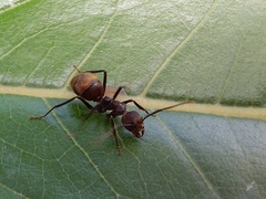 Dolichoderus quadridenticulatus