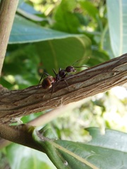 Dolichoderus quadridenticulatus