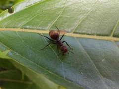 Dolichoderus quadridenticulatus