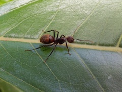 Dolichoderus quadridenticulatus