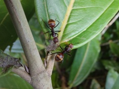 Dolichoderus quadridenticulatus