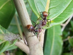 Dolichoderus quadridenticulatus