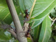 Dolichoderus quadridenticulatus