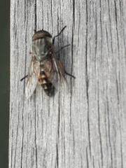 Tabanus autumnalis