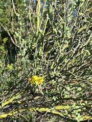 Parkinsonia texana texana