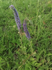 Veronica porphyriana