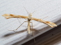 Gillmeria pallidactyla