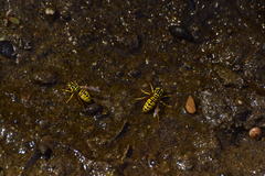 Vespula sulphurea