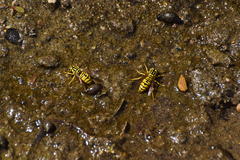Vespula sulphurea