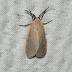 Pygarctia abdominalis