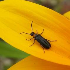 Nemognatha nemorensis