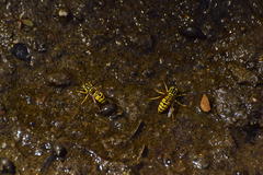 Vespula sulphurea