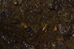 Vespula sulphurea