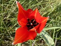 Tulipa raddii