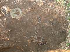 Coluber constrictor flaviventris