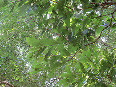 Quercus austrina