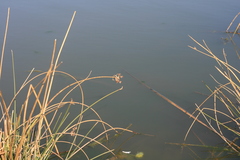 Schoenoplectus