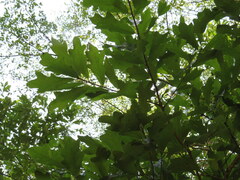 Quercus austrina