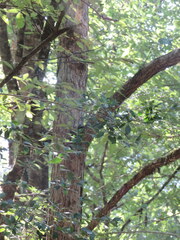 Quercus austrina
