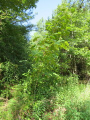 Quercus austrina